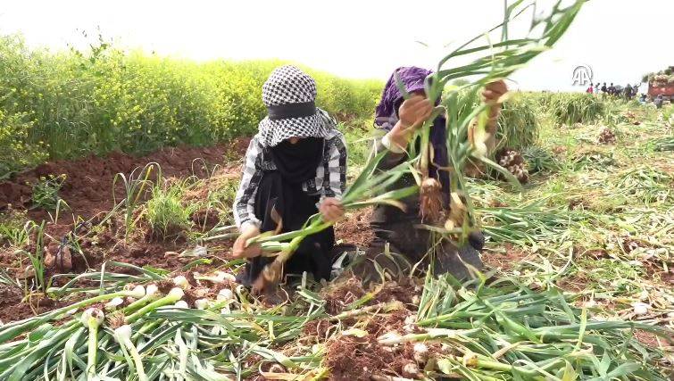 Saç dökülmesini önlüyor kabızlığı bitiriyor. Beyaz altının hasadı başladı kilosu 20 TL 14